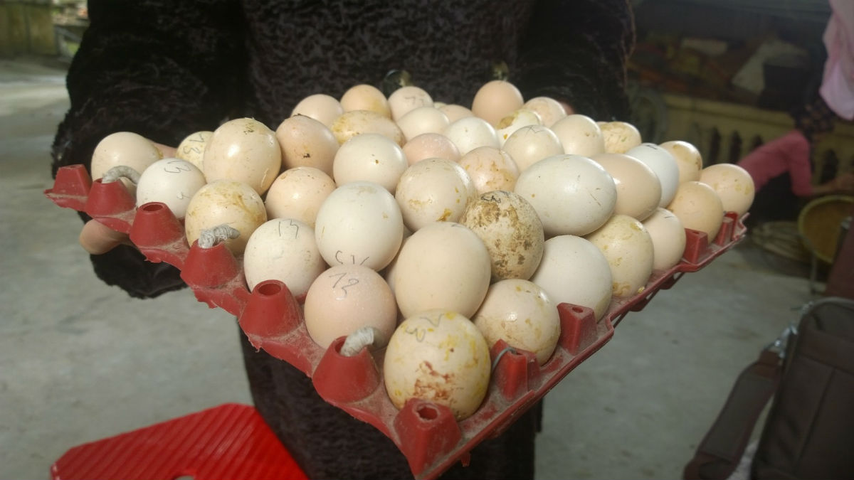 H&agrave;ng ng&agrave;n quả trứng bị hỏng do m&aacute;y ấp k&eacute;m chất lượng