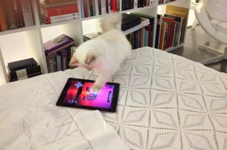 Thậm ch&iacute; m&egrave;o Choupette c&ograve;n c&oacute; Ipad để giải tr&iacute; 
