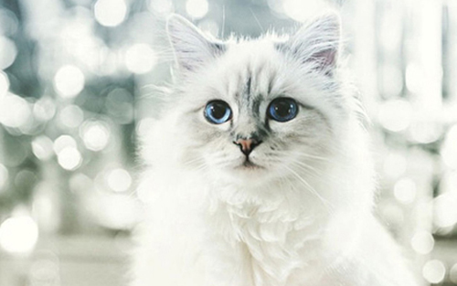 M&egrave;o Choupette l&agrave; một nh&acirc;n vật c&oacute; tiếng trong giới th&uacute; nu&ocirc;i cao cấp