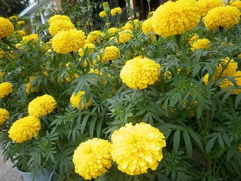 M&ugrave;i hương của b&ocirc;ng v&agrave; l&aacute; c&acirc;y c&uacute;c vạn thọ l&agrave; m&ugrave;i m&agrave; muỗi rất kh&ocirc;ng ưa