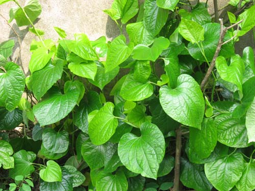 Mẹo vặt chữa đau răng từ l&aacute; trầu kh&ocirc;ng đ&atilde; c&oacute; từ l&acirc;u đời