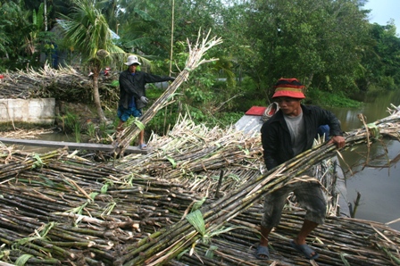 Ng&agrave;nh m&iacute;a đường việt nam sẽ phải đối mặt với những th&aacute;ch thức c&ograve;n lớn hơn cả đường nhập lậu