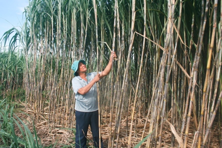 Thanh H&oacute;a: N&acirc;ng cao năng suất, chất lượng m&iacute;a nguy&ecirc;n liệu