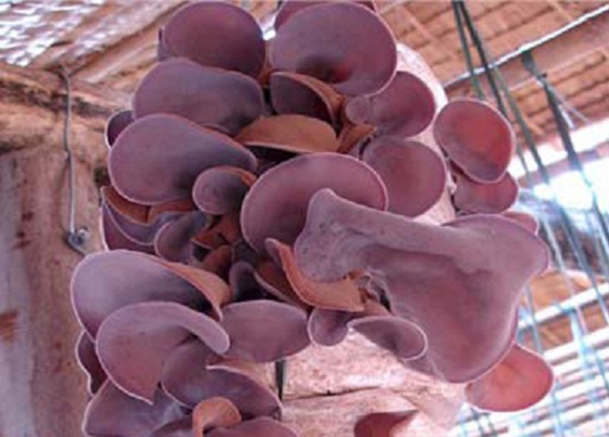 C&aacute;ch trồng mộc nhĩ đơn giản, &lsquo;sai&rsquo; tai
