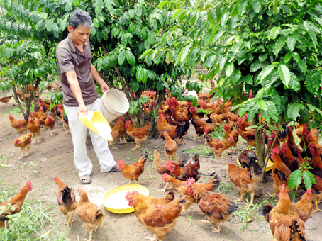 Nhiều hộ gia đ&igrave;nh đ&atilde; lựa chọn hướng đi n&agrave;y nhằm tăng năng suất chất lượng đ&agrave;n g&agrave;