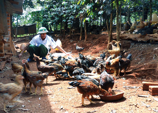Anh Nguyễn Ph&uacute;c Xu&acirc;n đ&atilde; &aacute;p dụng th&agrave;nh c&ocirc;ng m&ocirc; h&igrave;nh, đem lại năng suất chất lượng g&agrave; cao, từ đ&oacute; tăng thu nhập cho gia đ&igrave;nh