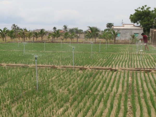 Giải pháp tưới nước tiên tiến Giải pháp tưới nước tiên tiến