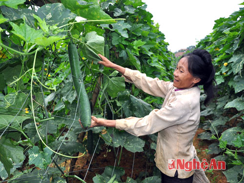 mô hình cây trồng mô hình cây trồng