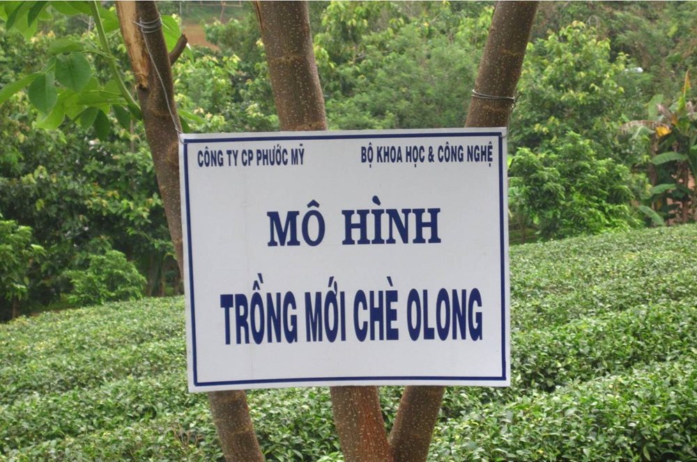 B&igrave;nh Phước: Đẩy mạnh ứng dụng tiến bộ ph&aacute;t triển nguy&ecirc;n liệu ch&egrave; &ocirc; Long
