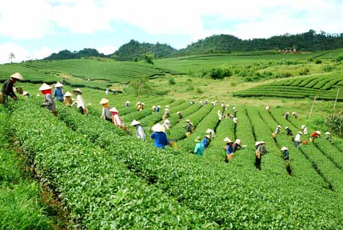 Mộc Ch&acirc;u Xanh được chứng nhận VietGAP