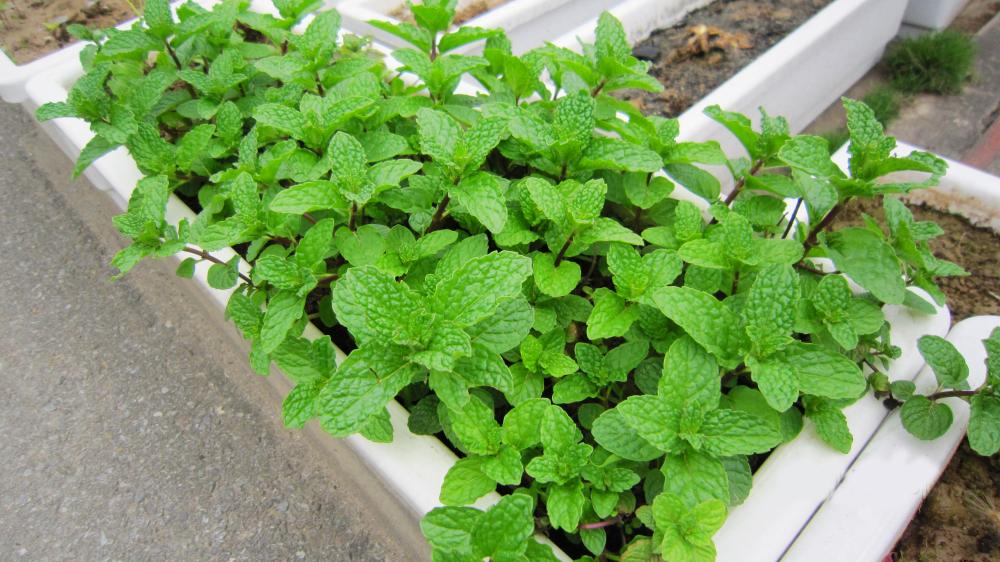 Những &yacute; tưởng kinh doanh th&acirc;n thiện với m&ocirc;i trường