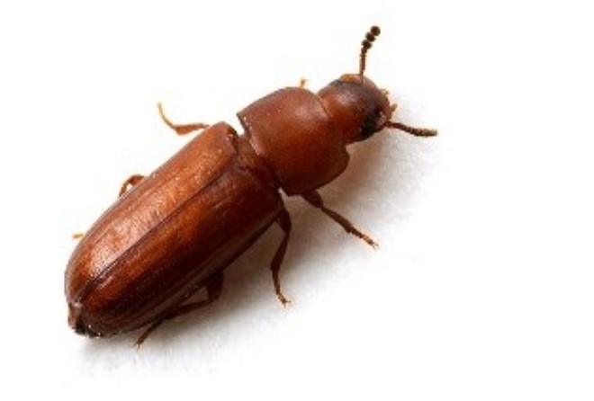 Mọt th&oacute;c Sitophilus granarius Linnaeus