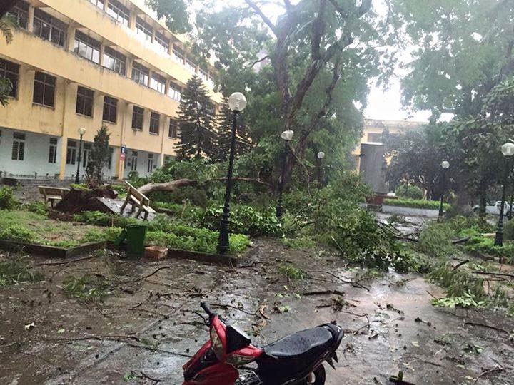 C&acirc;y đổ trong khu vực trường Đại học Kinh tế Quốc D&acirc;n.