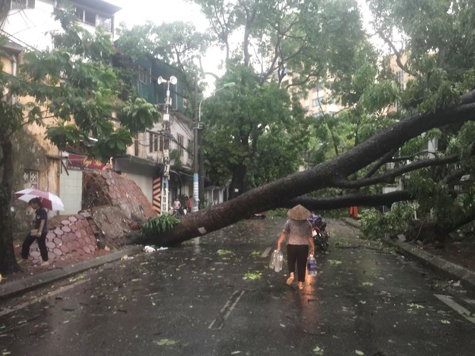 C&acirc;y đổ chắn ngang đường B&agrave; Triệu