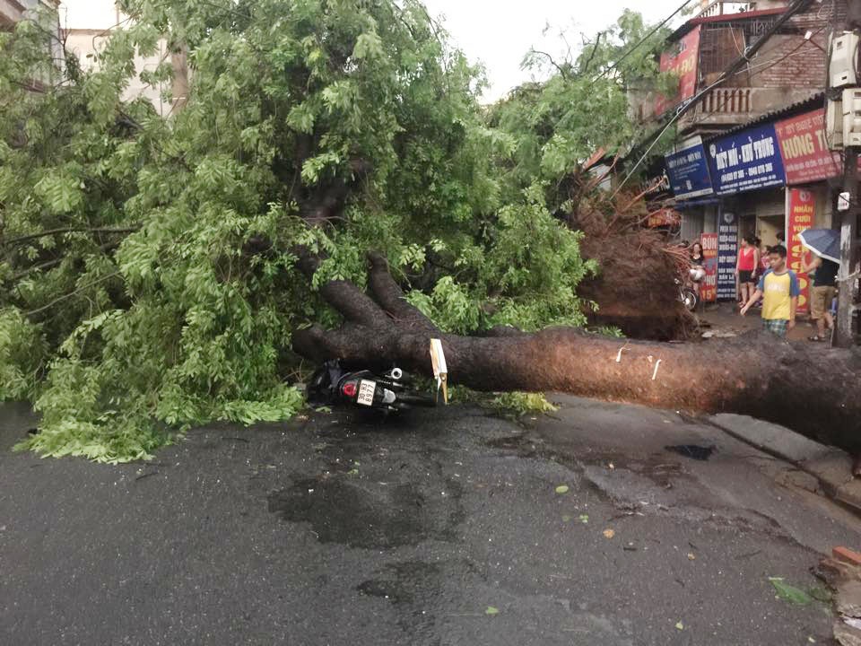 C&acirc;y cổ thụ tr&ecirc;n phố Minh Khai đổ tr&uacute;ng một xe m&aacute;y đang lưu th&ocirc;ng tr&ecirc;n đường.