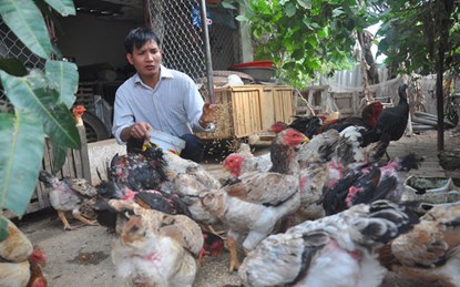 G&agrave; Hồ xưa kia được d&ugrave;ng l&agrave;m sản vật d&acirc;ng l&ecirc;n Vua ch&uacute;a