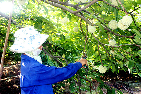 trồng c&acirc;y na dai