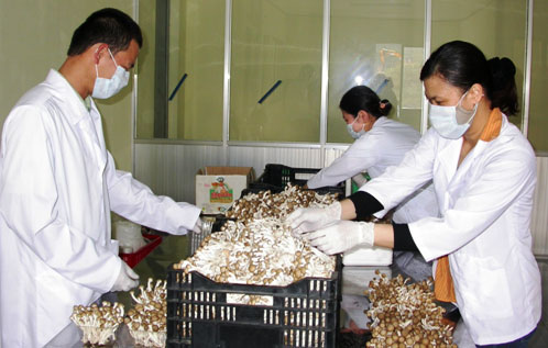 C&aacute;c b&agrave;i thuốc d&acirc;n gian chữa bệnh hiệu quả từ nấm hương được nhiều người tin d&ugrave;ng 