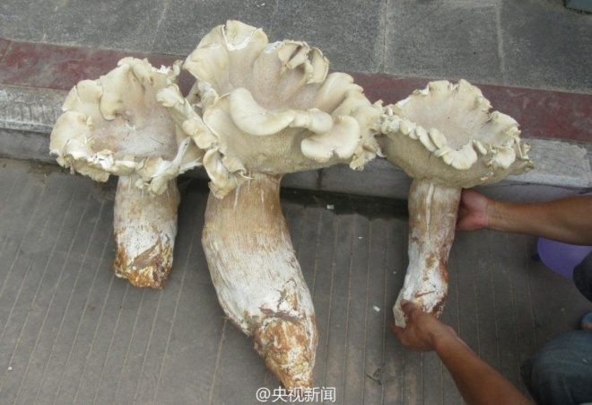 Ba cây nấm khổng lồ ở tỉnh Vân Nam, Trung Quốc Ba cây nấm khổng lồ ở tỉnh Vân Nam, Trung Quốc