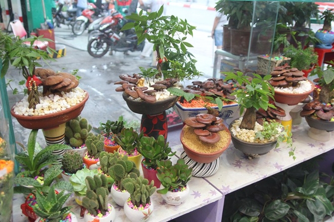 Nấm linh chi bonsai được chế t&aacute;c với nhiều kiểu d&aacute;ng đẹp mắt, độc lạ đang l&agrave;m n&oacute;ng thị trường c&acirc;y cảnh chơi Tết