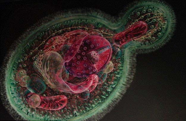 Thử nghiệm cấy gh&eacute;p th&agrave;nh c&ocirc;ng gene người tr&ecirc;n nấm men