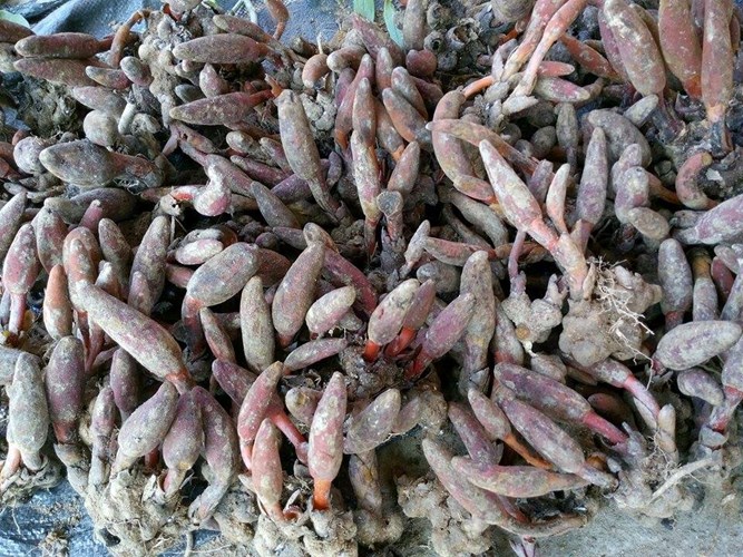 Nấm ngọc cẩu thường mọc v&agrave;o m&ugrave;a mưa v&agrave; c&oacute; thể thu hoạch được v&agrave;o khoảng th&aacute;ng 9