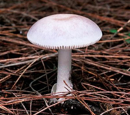 Nấm Amanita marmorata được tìm thấy chủ yếu ở Hawaii, Australia và Nam Phi.