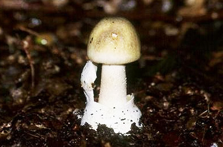 Nấm Amanita phalloides Nấm Amanita phalloides hay còn gọi là nấm tử thần vốn gây ra cái chết của nhiều người trên thế giới mỗi năm vì bị nhầm với các loài nấm ăn được. Chỉ khoảng 30 gr nấm này có thể đủ độc tố gây chết người.