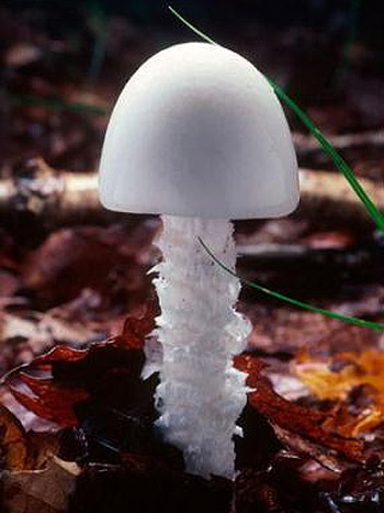 Nấm Amanita virosa hay còn gọi là thiên thần hủy diệt châu Âu có mùi đặc trưng khó chịu. Cây non trông như những quả trứng nhỏ màu trắng tinh và dễ bị nhầm với nấm cúc áo.