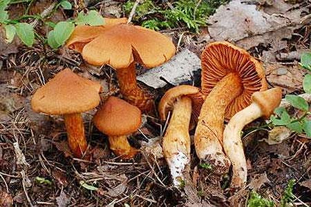 Nấm Cortinarius speciosissimus chứa độc tố gây chết người thường được tìm thấy ở phía bắc Italy.