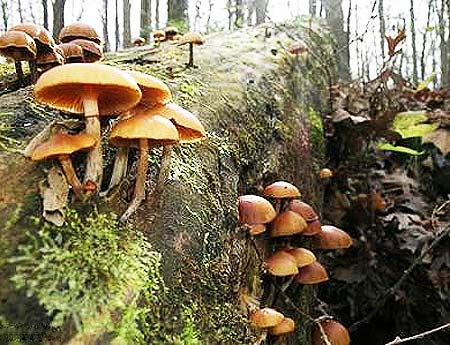 Nấm Galerina marginata hay còn gọi là đầu lâu mùa thu là loại cực độc.