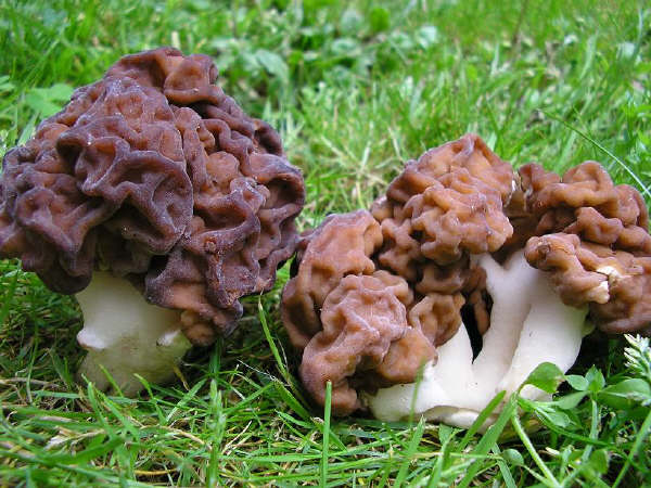 Nấm não Gyromitra esculenta mọc nhiều châu Âu và Bắc Mỹ. Chúng thường nảy mầm trong đất cát dưới tán cây tùng bách vào mùa xuân và đầu hè.