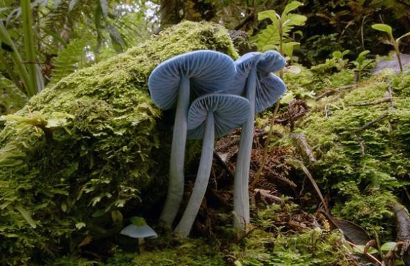 Nấm xanh  Entoloma hochstetteri - Nấm xanh phát triển mạnh ở New Zealand và Ấn Độ. Ở giai đoạn bào tử, nấm con có màu đỏ sau đó chuyển dần sang màu xanh da trời khi đạt kích thước lớn hơn. 