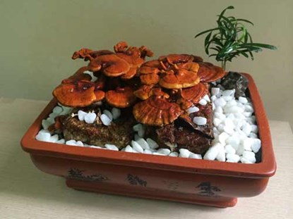 . Nh&igrave;n chung, gi&aacute; thấp nhất cho một chậu nấm linh chi bonsai l&agrave; 700.000 đồng &ndash; 1 triệu đồng. C&ograve;n những c&acirc;y c&oacute; thế đẹp sẽ c&oacute; gi&aacute; gần chục triệu đồng.