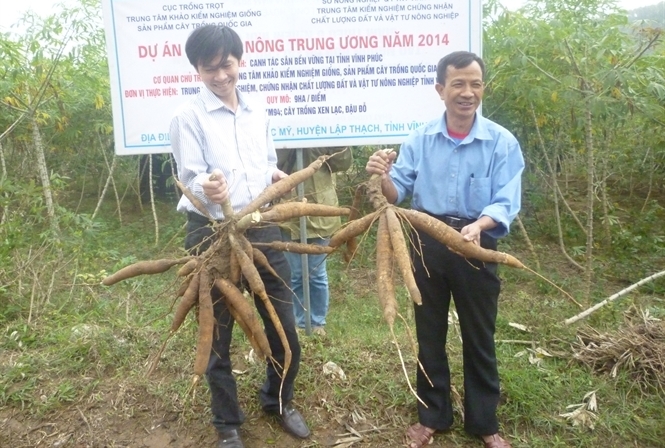 M&ocirc; h&igrave;nh trồng sắn bền vững nhằm gi&uacute;p đỡ n&ocirc;ng d&acirc;n n&acirc;ng cao năng suất