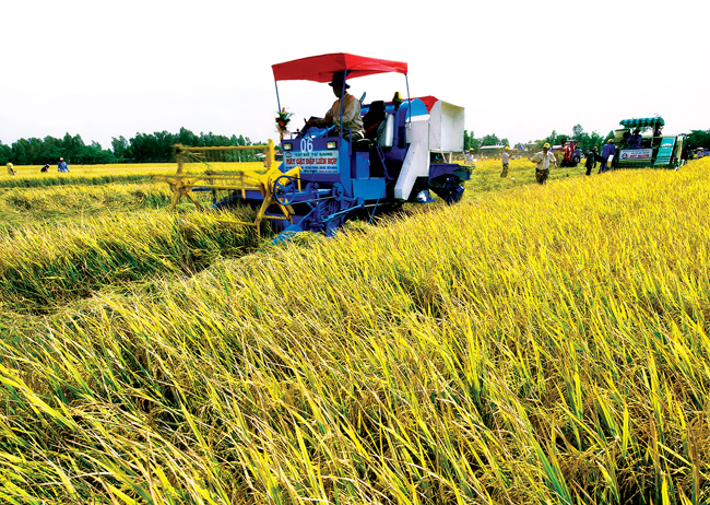 C&aacute;c giống l&uacute;a lai thơm mới cho năng suất cao, chất lượng tốt phục vụ nhu cầu xuất khẩu.