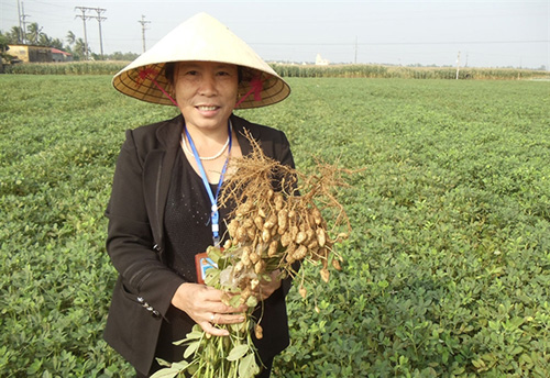 Giống lạc L23 do Viện Khoa học n&ocirc;ng nghiệp VN chọn tạo c&oacute; c&aacute;c đặc điểm chịu th&acirc;m canh, năng suất cao, chất lượng tốt.
