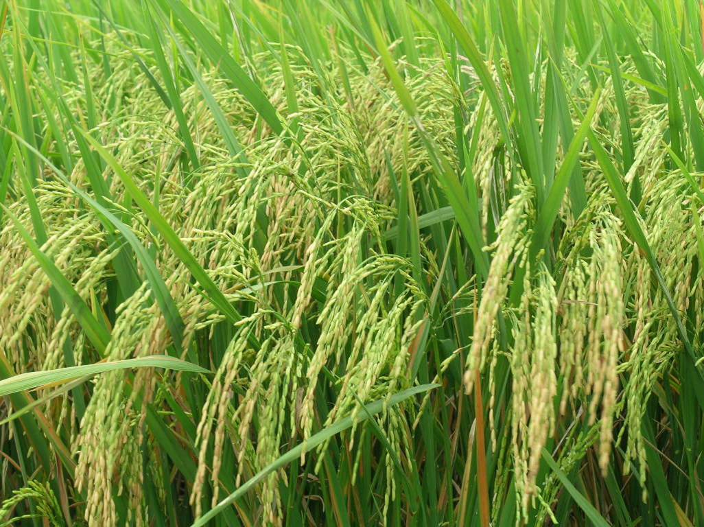 Năng suất b&igrave;nh qu&acirc;n tr&ecirc;n ruộng c&oacute; phun Lactofol cao hơn ruộng đối chứng 5 tạ/ha, tăng 10% so với sản xuất đại tr&agrave;