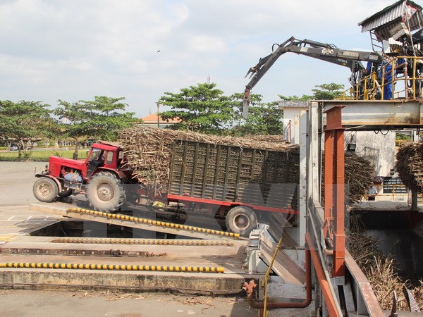 Cơ giới h&oacute;a sản xuất gi&uacute;p n&acirc;ng cao năng suất, sản lượng đường.