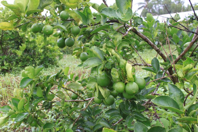 Chanh kh&ocirc;ng hạt cho năng suất cao, lợi nhuận h&agrave;ng trăm triệu 1 năm
