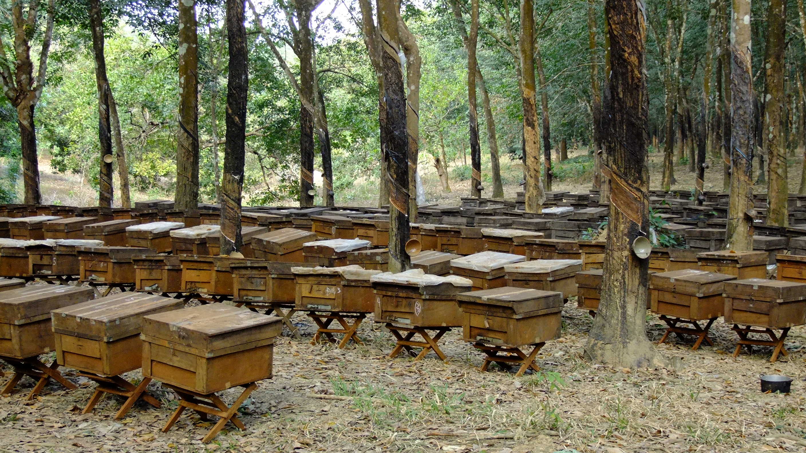 nhờ biết sử dụng sữa chua để trị bệnh cho ong n&ecirc;n sản lượng v&agrave; chất lượng mật tăng l&ecirc;n