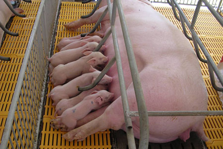 C&oacute; nhiều yếu tố t&aacute;c động đến năng suất sinh sản của lợn n&aacute;i như chế độ dinh dưỡng, ph&ograve;ng bệnh