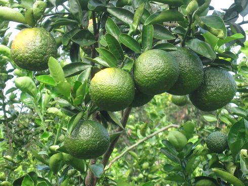 M&ocirc; h&igrave;nh trồng cam s&agrave;nh ứng dụng tiến bộ kỹ thuật ở S&oacute;c Trăng gi&uacute;p năng suất cam tăng cao