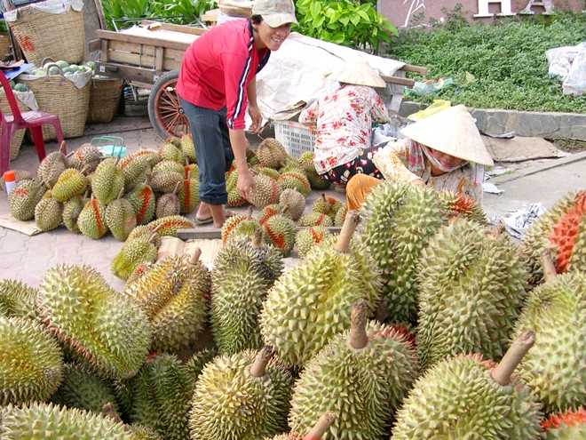 Năng suất sầu ri&ecirc;ng cao gi&uacute;p &ocirc;ng S&aacute;u c&oacute; thu nhập cả tỷ đồng