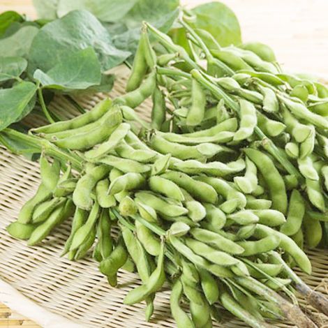 Gen Dt2 c&oacute; thể gi&uacute;p cải thiện năng suất v&agrave; khả năng th&iacute;ch ứng của đậu tương