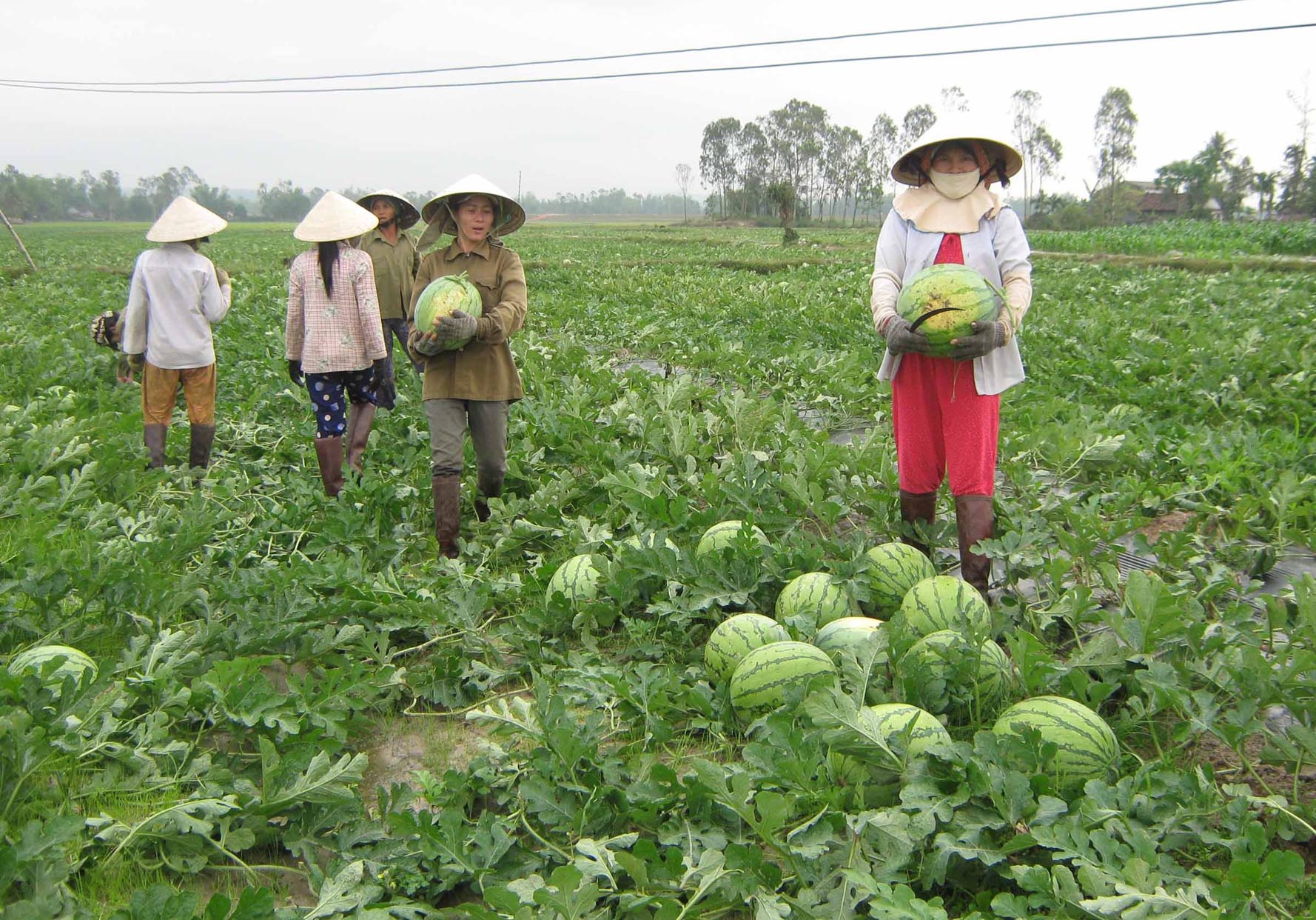 Ph&ograve;ng trị s&acirc;u bệnh l&agrave; bước quan trọng để dưa hấu cho năng suất cao