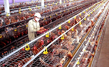 Trang thiết bị là yếu tố tối quan trọng đảm vảo nuôi gà siêu trứng cho năng suất cao Trang thiết bị là yếu tố tối quan trọng đảm vảo nuôi gà siêu trứng cho năng suất cao