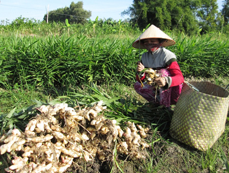 Trồng gừng trong giỏ tre đem lại năng suất cao do c&aacute;ch ly được mầm bệnh