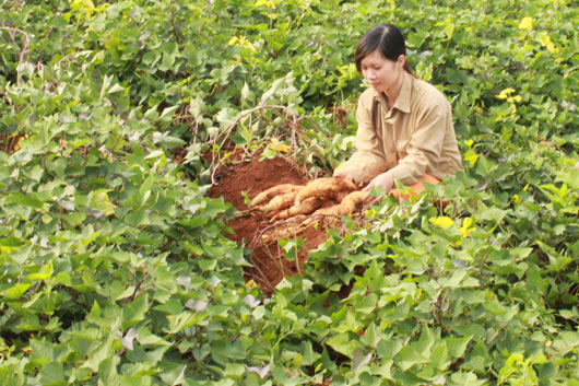 ăng suất v&agrave; sản lượng khoai lang tr&ecirc;n địa b&agrave;n huyện Tuy Đức (Đắk N&ocirc;ng) đ&atilde; tăng mạnh so với trước đ&acirc;y.