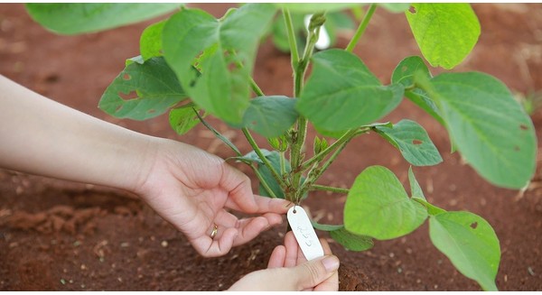 Chọn tạo giống mới &ndash; &ldquo;ch&igrave;a kh&oacute;a&rdquo; của n&ocirc;ng nghiệp c&ocirc;ng nghệ cao